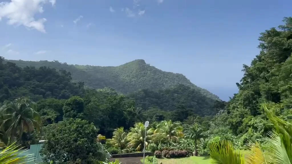 Palms and forested mountains beneath a blue sky, captured from video